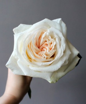 Роза пионовидная "Вайт Охара" поштучно №2915 фото 1  от интернет-магазина FASHION FLOWERS