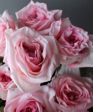 Роза пионовидная "Пинк Охара" поштучно №2916 фото 2  от интернет-магазина FASHION FLOWERS