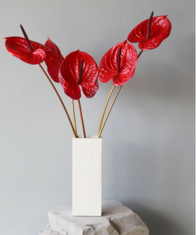 Антуриум, в ассортименте