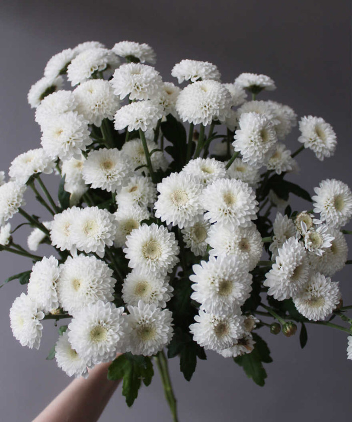 Ньютон (Коконат) кустовая хризантема, поштучно Ньютон (Коконат) кустовая хризантема, поштучно