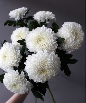 Хризантема белая, поштучно №2925