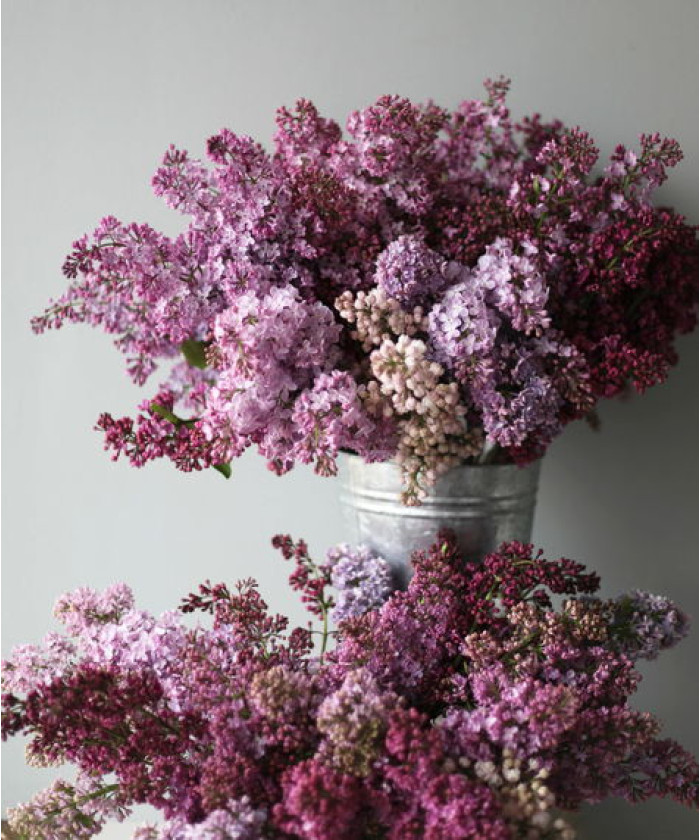 Сирень, поштучно