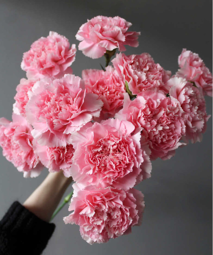 Диантусы розовые, в ассортименте, поштучно