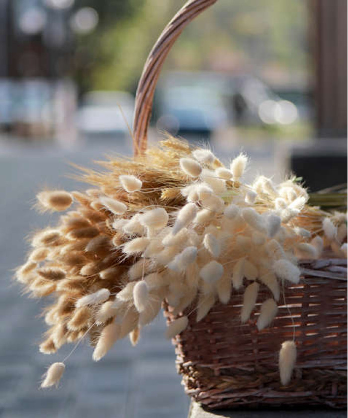 Колосья: лагурус, фалярис, рожь, овёс, в ассортименте