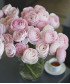 Ранункулюсы розовые, поштучно