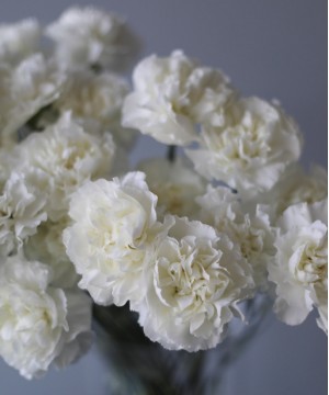 Диантус белый поштучно №3576 фото 1  от интернет-магазина FASHION FLOWERS