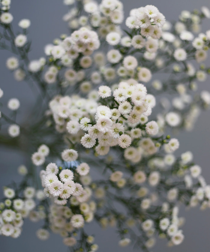 Астер, в ассортименте, поштучно