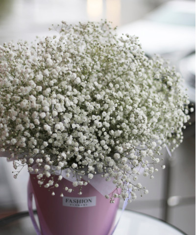 Гипсофила белая