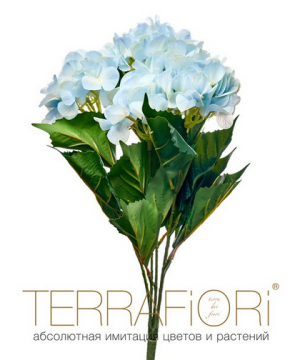 Гортензия куст TerraFiori фото 4  от интернет-магазина FASHION FLOWERS