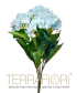 Гортензия куст TerraFiori