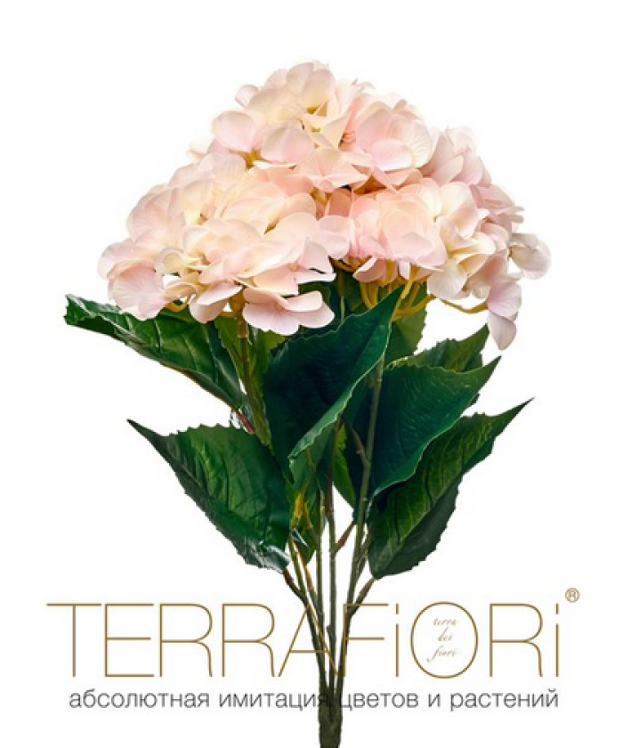 Гортензия куст TerraFiori