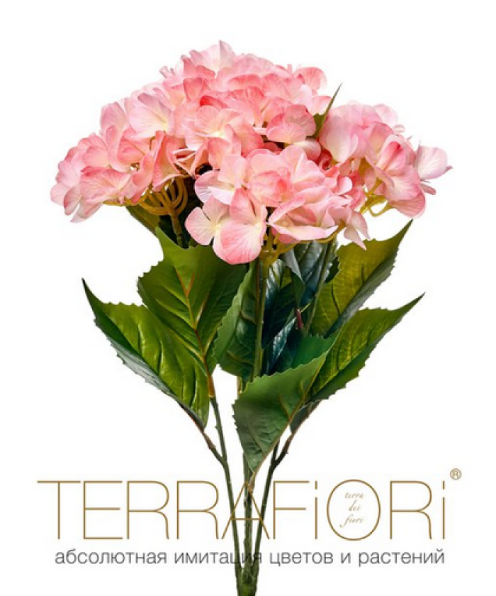 Гортензия куст TerraFiori