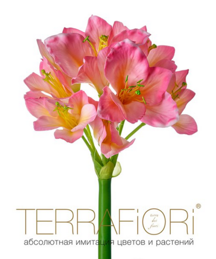Амариллис TerraFiori