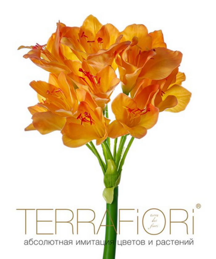 Амариллис TerraFiori