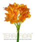 Амариллис TerraFiori