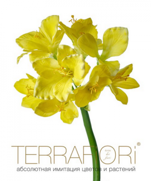 Амариллис TerraFiori фото 2  от интернет-магазина FASHION FLOWERS