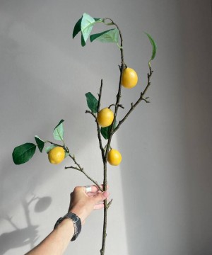 Ветка лимона с плодами
