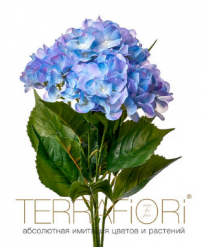 Гортензия куст TerraFiori фото 1  от интернет-магазина FASHION FLOWERS