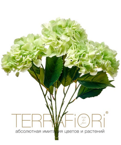 Гортензия куст TerraFiori