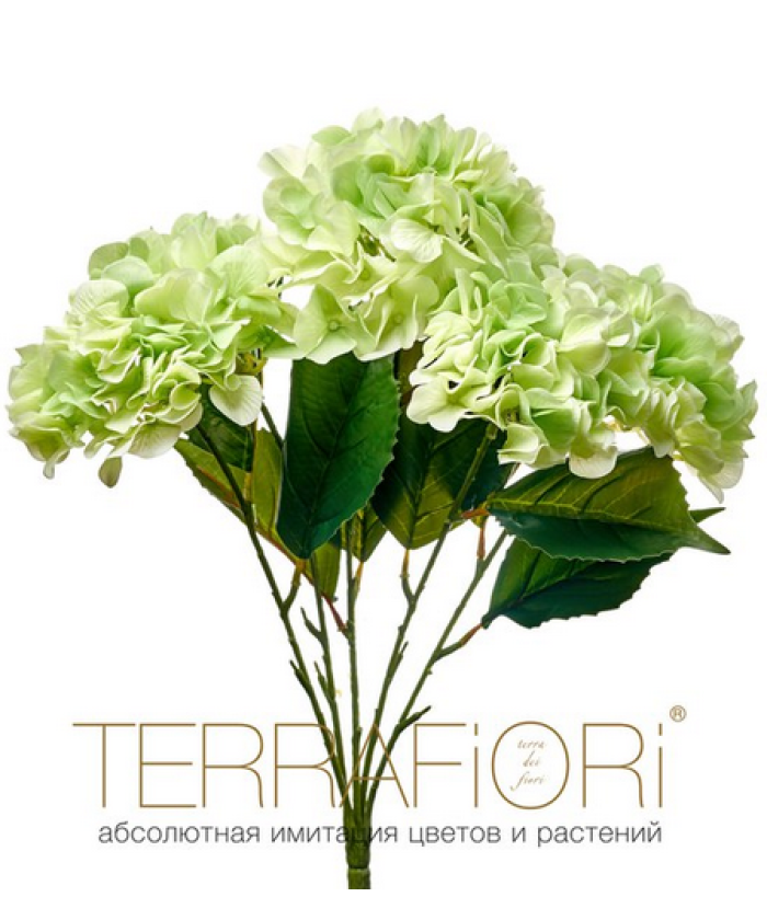 Гортензия куст TerraFiori