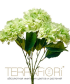 Гортензия куст TerraFiori