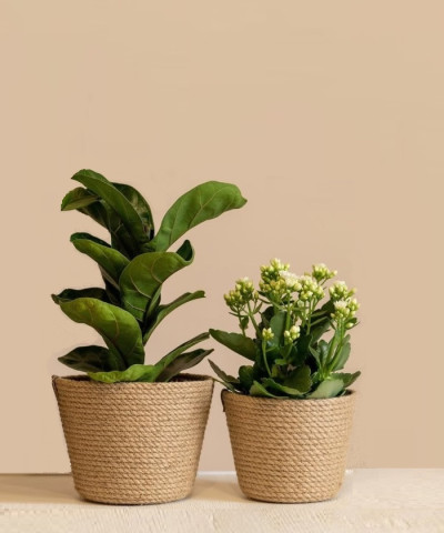 Корзина "Plante",  14 см