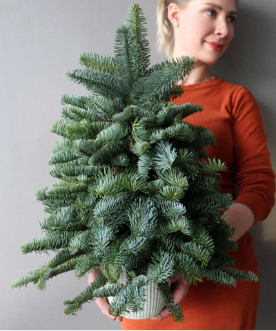 Ель "Нобилис" без украшений, 60 см