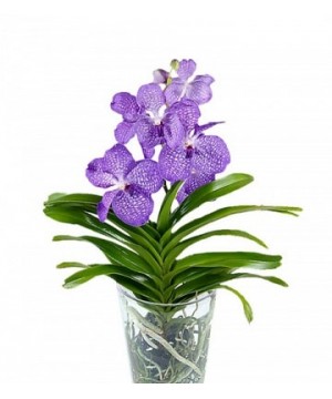 Орхидея Ванда Н50см 