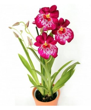 Орхидея Мильтония 12х40 см (х3)