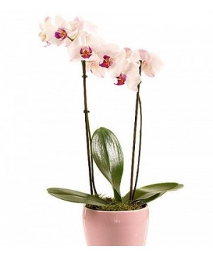 Орхидея Фаленопсис 12х60см 1 ствол