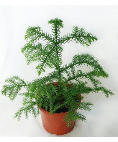 Араукария 1 ствол 17/55см