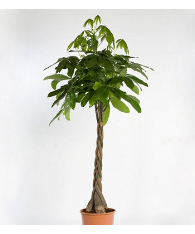 Пахира Аква Твист 12/35см