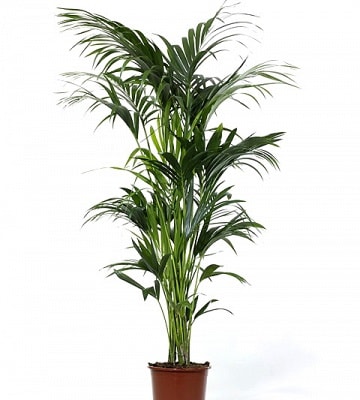 Пальмовидные Комнатные Растения Фото